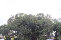 Flying fox colony in Cairns