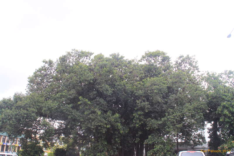Flying fox colony in Cairns