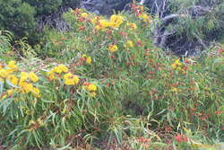 Quokka amongst a yellow flowering redcap
