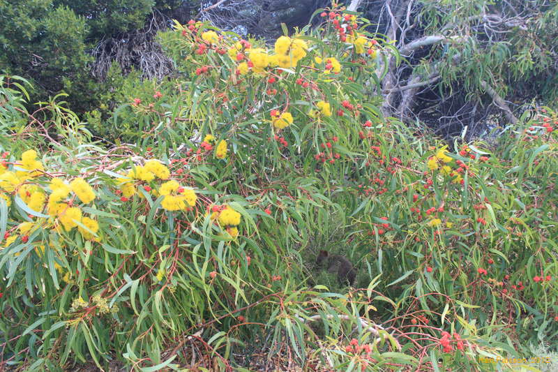 Quokka amongst a yellow flowering redcap