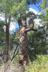 Twisty tree (Yellow Tingle?)