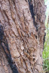 Cool bark