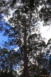 The Gloucester Tree is a giant treehouse