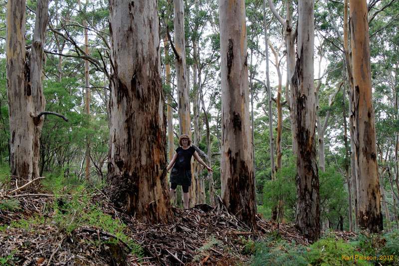 Lost in the enchanted forest