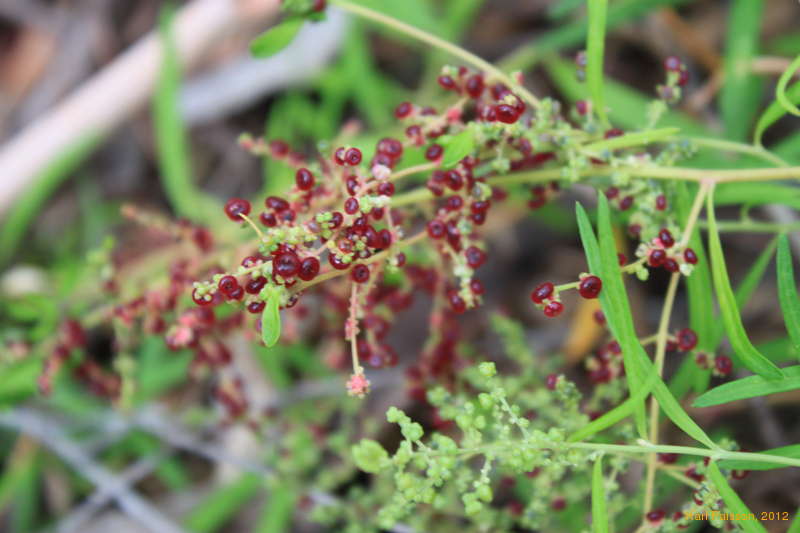 Interesting berries for mum