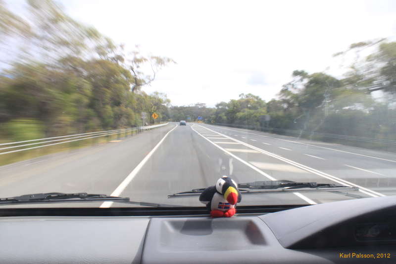 Lulli, cruising down the highway