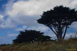 Beautiful cypress trees at Apollo Bay