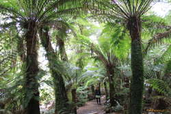 Kata in a sea of treeferns