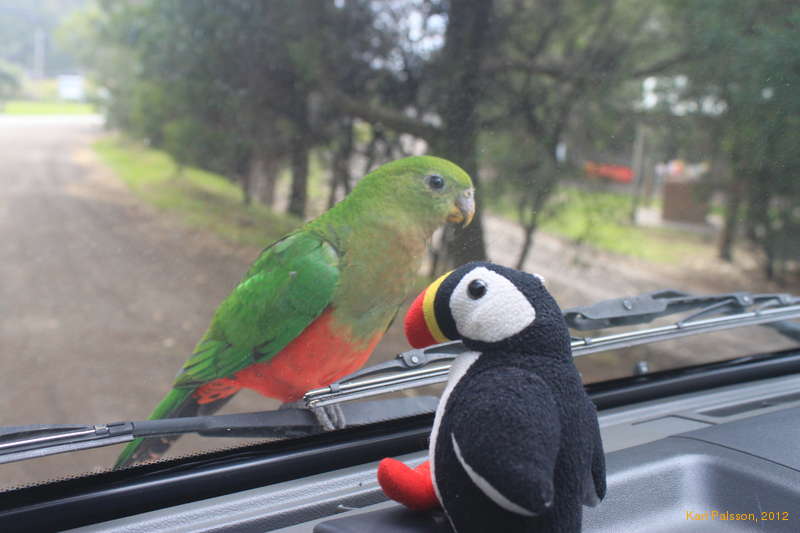 Lulli meets a friend, Kennett River