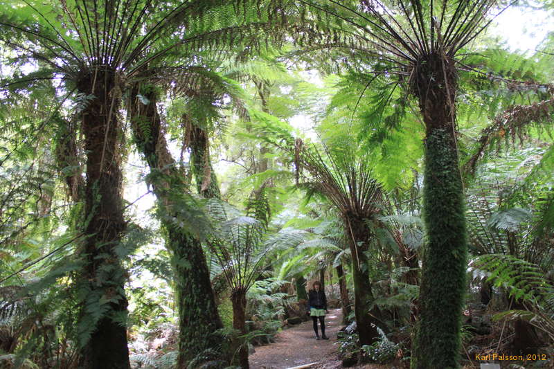 Kata in a sea of treeferns