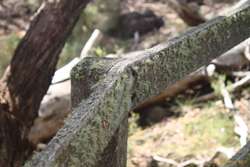 Moss and Lichen crusted