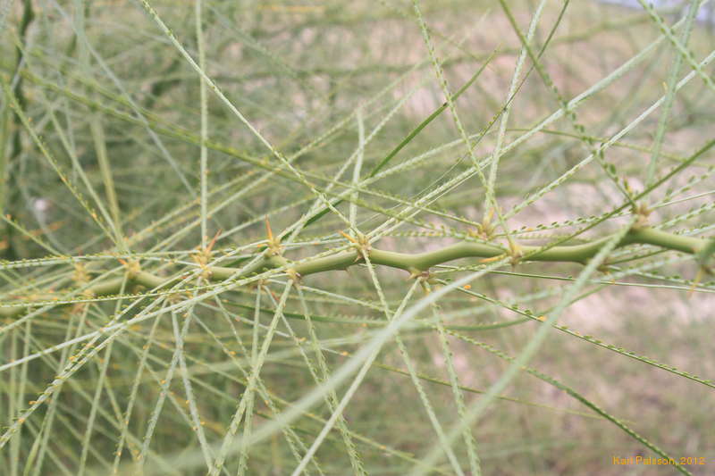 Nasty green plant, Pillaga road
