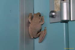 Cute frog. Emerald Spotted Tree Frog (Litoria Peroni)