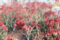 Seas of kangaroo paw