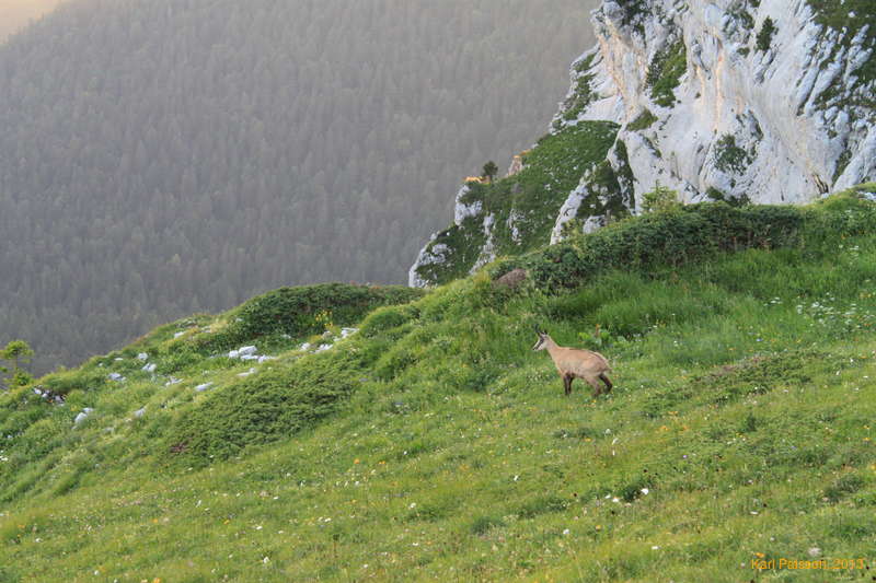 Chamoix at the Col du Bellefont