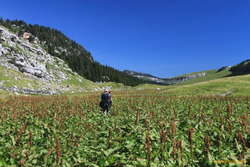 Jared waltzing through the Rumex Alpinus (Monk's Rhubarb)
