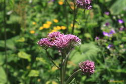 The birds and the bees and the flowers