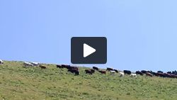 Moo Cows in the Alps, jingling