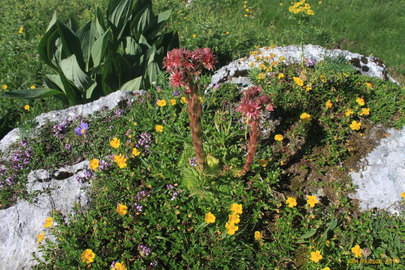 Happy flowers everywhere