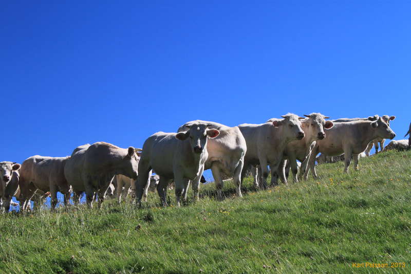 Cows in the alps, what a surprise :)