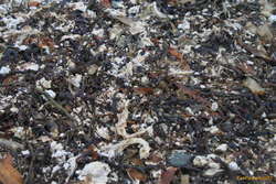 December dieoff remains