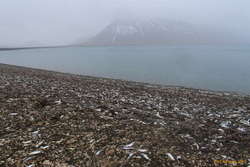 A few recent, on the remains of the December dieoff