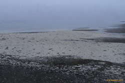 All the white are fish