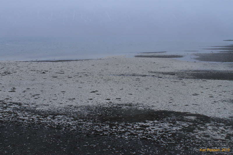 All the white are fish