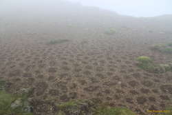 More cool melt/thaw patterns