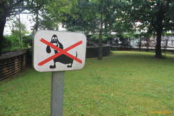 French dogs look funny