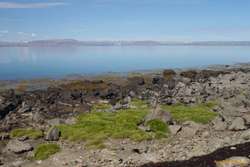 Grass down to the water's edge