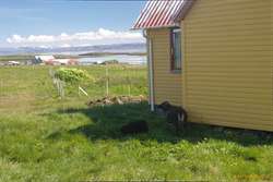Sheep hiding from the sun