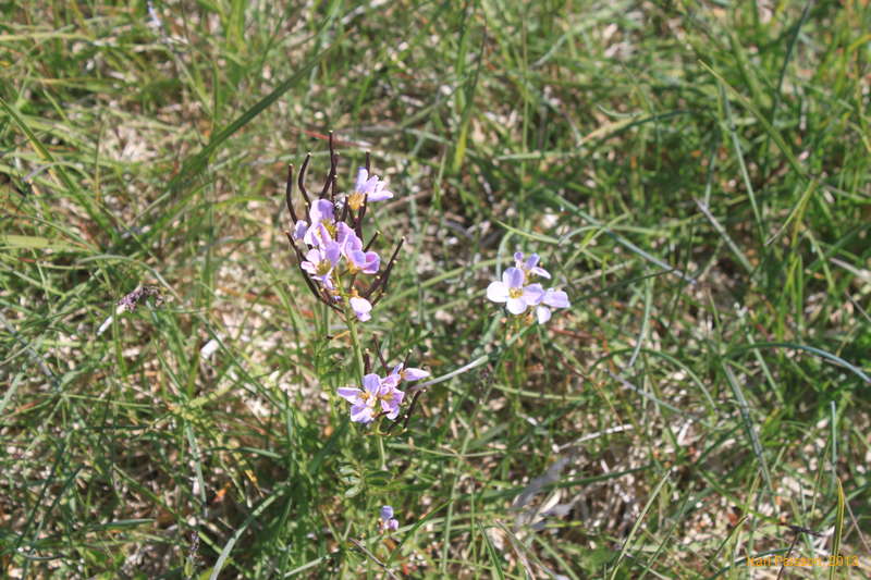 Flowers for mum. (Viola Tricolor?)
