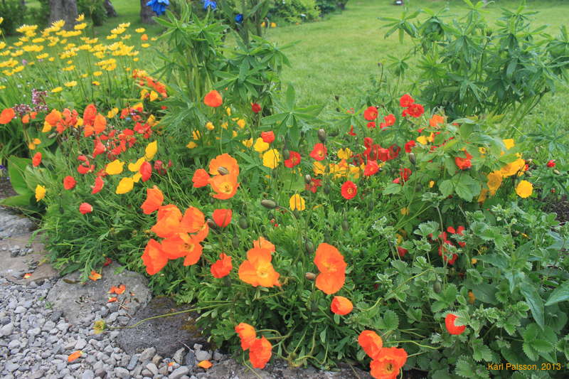 Poppies at Skrúður