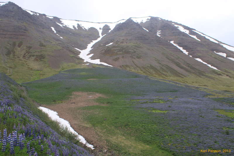 Alluvial fan.... lupines?