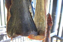 Greenland shark skin is pretty wicked