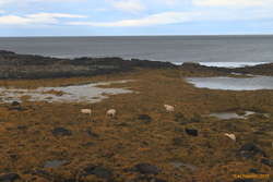 Sheep will go anywhere