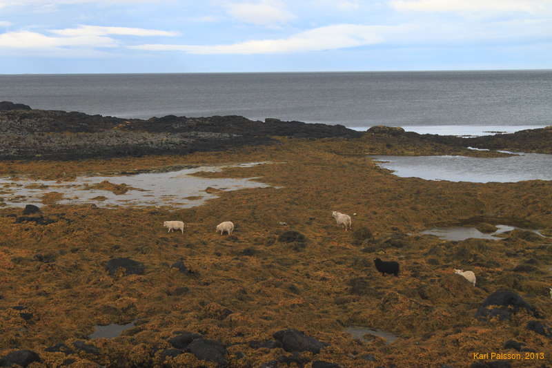 Sheep will go anywhere