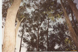 A Koala, I believe, just barely.