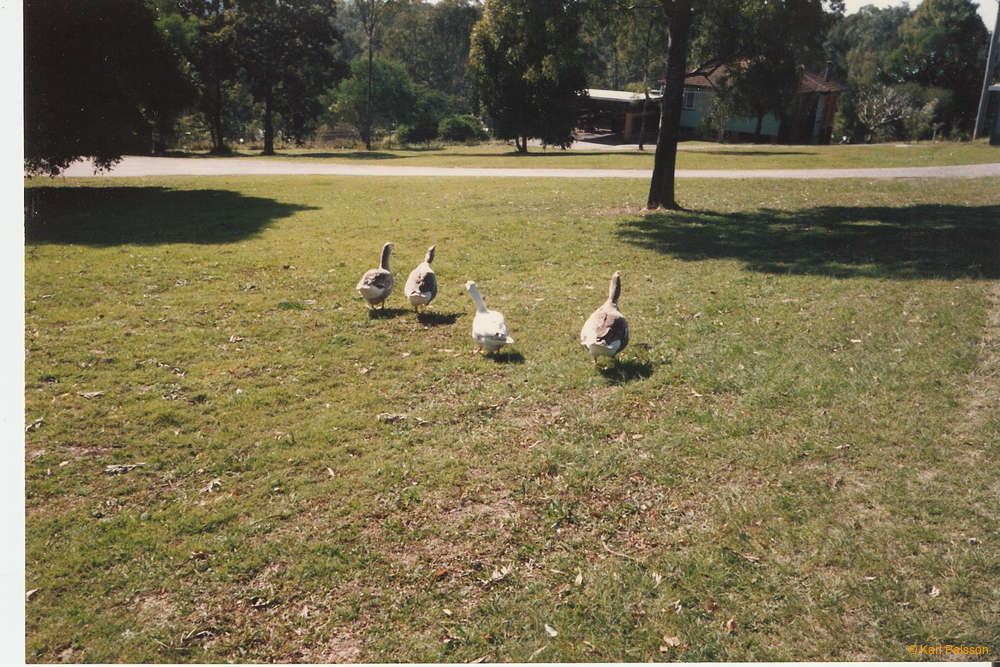 I guess geese were new to me...