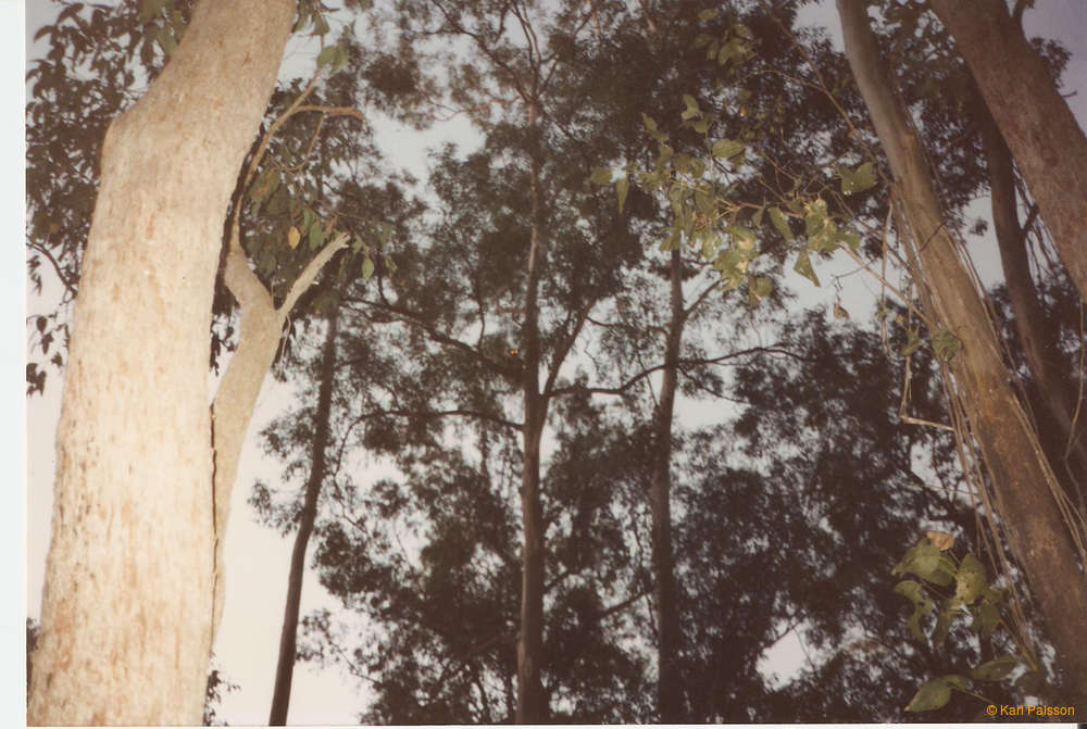 A Koala, I believe, just barely.