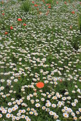 Flowers on Austurvöllur