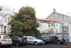 Rowan trees bring in the autumn