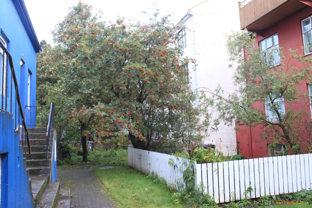 The rowan tree at home