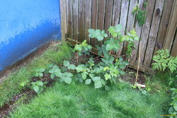 Black/Huckleberry bush