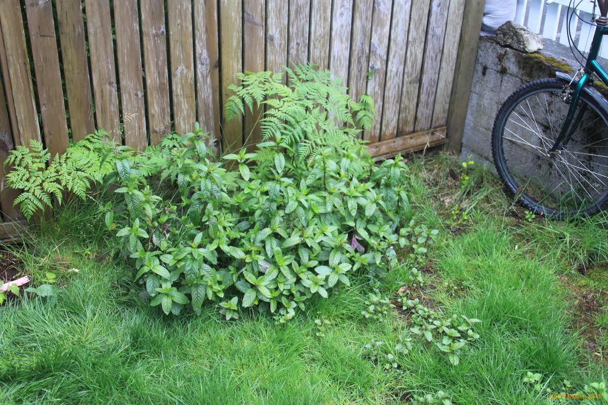 Mint expanding forever