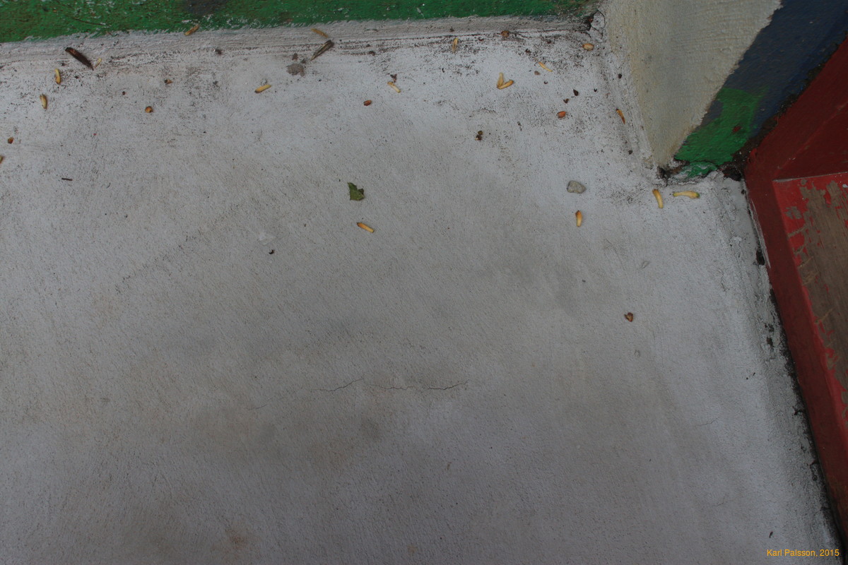 Cracked mortar over rain damage