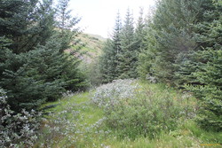 Pine glades moving upstream