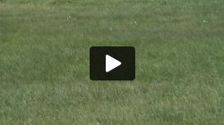 Grass in Sniðhólamýri (With IS lens noise)