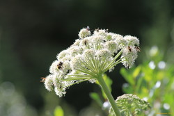 Bugs on Angelica